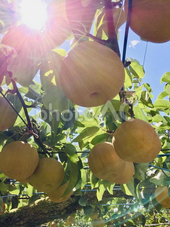 陽が燦々と降り注ぐ中木に実った梨 梨,日差し,果樹園の写真素材