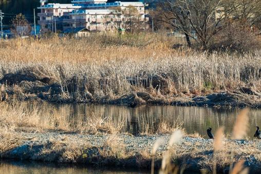 宙を舞うカワウと岸辺で羽を休めるカワウ カワウ,鵜,水鳥の写真素材