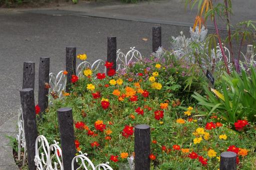 花壇の花, 花坛, 花, 华美, JPG