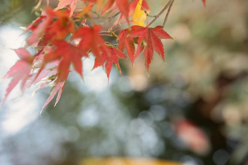 秋の風景 秋の風景 モミジ,もみじ,紅葉の写真素材