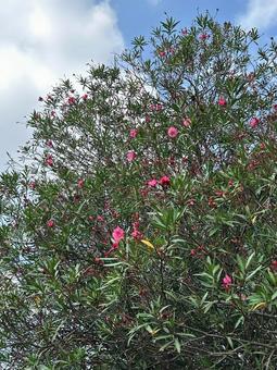 キョウチクトウのピンクの花 キョウチクトウのピンクの花 キョウチクトウ,花,ピンクの写真素材