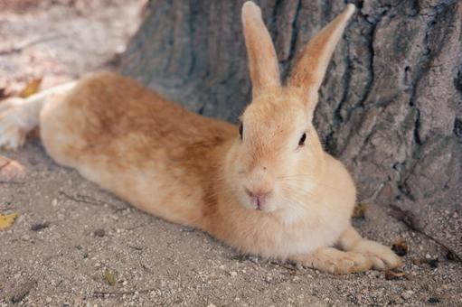 うさぎ うさぎ うさぎ,大久野島,うさぎ島の写真素材