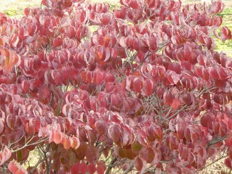 【紅葉写真】美しい紅葉 紅葉,自然,風景の写真素材
