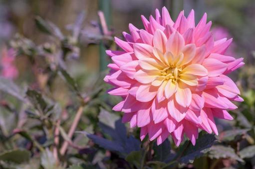 カラフルダリアの写真