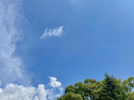 緑の木と青い空 緑の木と青い空の写真