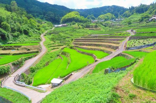 【広島県】棚田百選の井仁の棚田 【広島県】棚田百選の井仁の棚田の写真