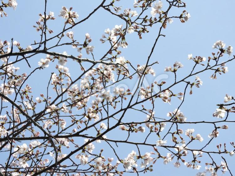 桜 桜,お花見,葉っぱの写真素材