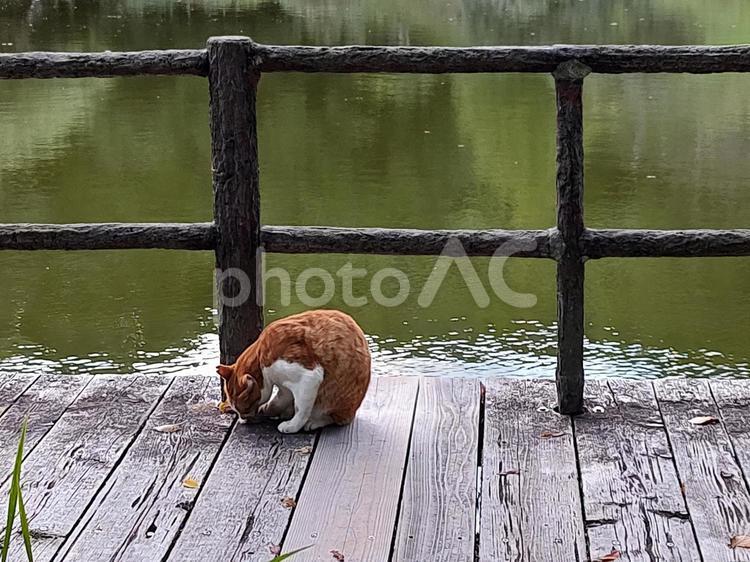湖畔の猫 猫,山,奥須磨公園の写真素材