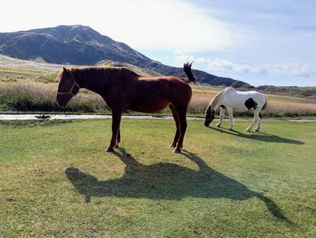 山をバックに二頭の馬 ウマ,馬,干支の写真素材