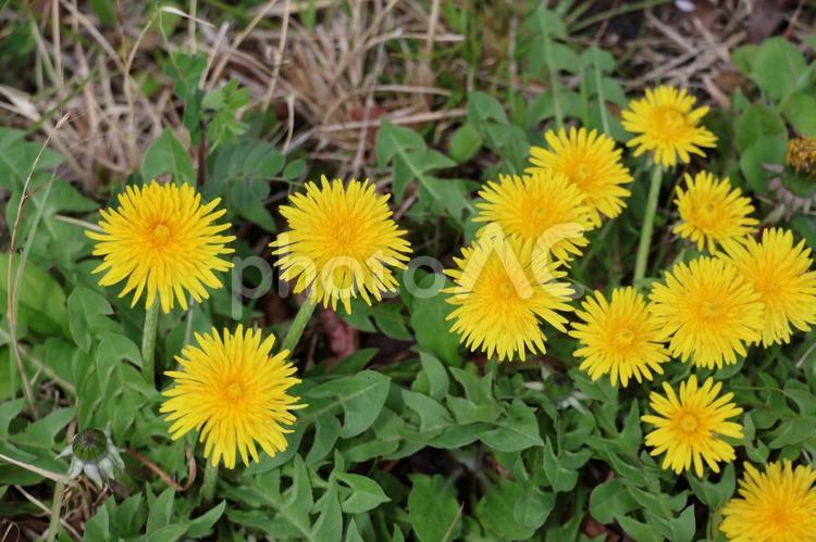 たくさんの満開の黄色のたんぽぽの花 満開,黄色い,たくさんの写真素材