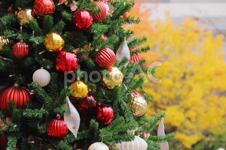 クリスマス　モミの木 クリスマス,冬,モミの木の写真素材