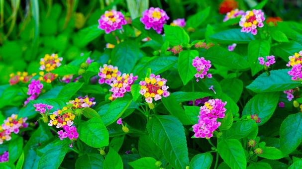 花の色が次第に変化するランタナ 花の色が次第に変化するランタナ ランタナ,花,鮮やかの写真素材
