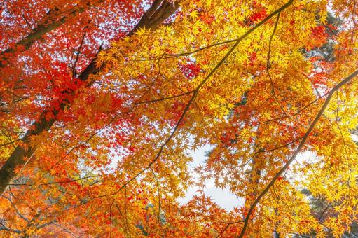 紅葉 紅葉 紅葉,もみじ,秋の写真素材