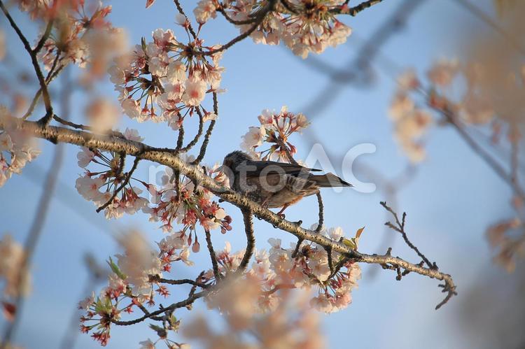 桜の枝に留まるヒヨドリ 桜,ソメイヨシノ,満開の写真素材
