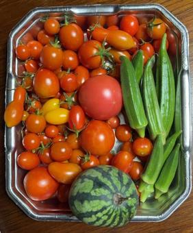 野菜の収穫 トマトとオクラにミニスイカ1 野菜の収穫 トマトとオクラにミニスイカ1の写真