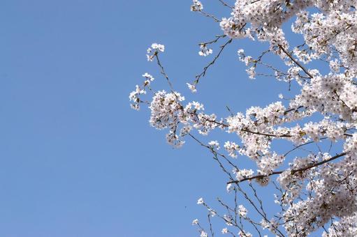 桜 満開 桜 満開の写真