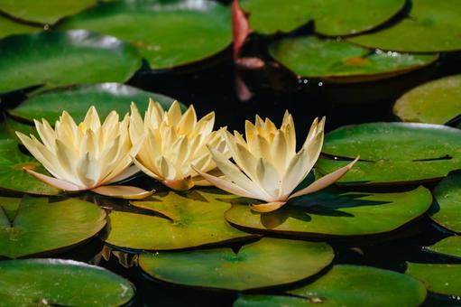 Photo, lotus, flower, plant, 