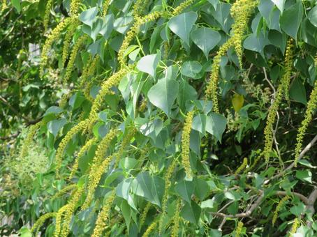 Chinese tallow tree, JPG