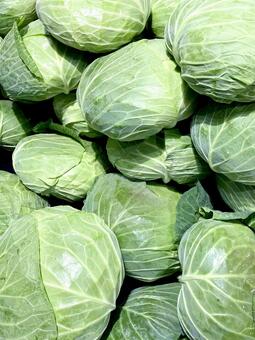 野菜・キャベツ キャベツ,収穫,栽培の写真素材