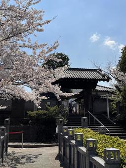 Spring colors at Sengakuji Temple, JPG Spring colors at Sengakuji Temple, JPG