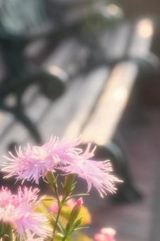 朝日を浴びるナデシコとベンチ 朝日を浴びるナデシコとベンチ ナデシコ,花,ピンクの写真素材