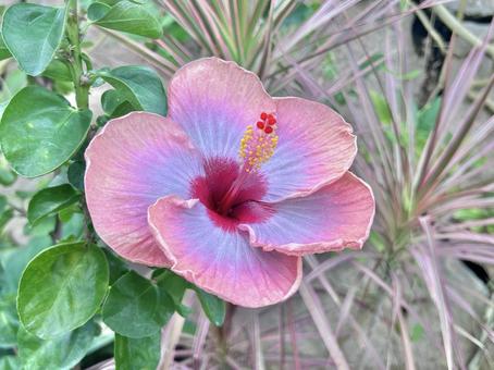 ハイビスカスの写真