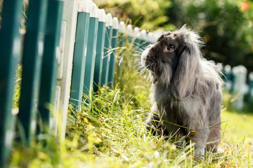 ペットのうさぎ うさぎ,ペット,ロップイヤーの写真素材