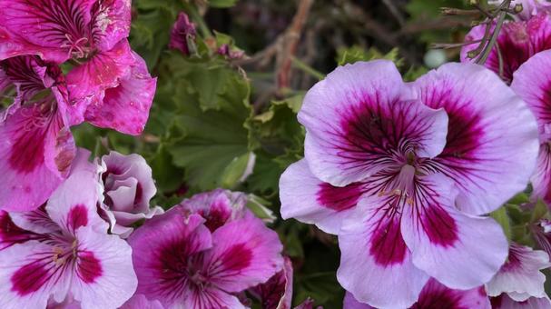 立川町の花壇③ 立川町の花壇③の写真