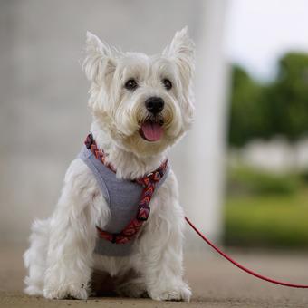 ウエストハイランド・ホワイトテリア ウエストハイランド・ホワイトテリア 犬,ウェスティ,ウエストハイランドの写真素材