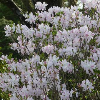 Azalea Kurofune Azalea Flowers, JPG Azalea Kurofune Azalea Flowers, JPG