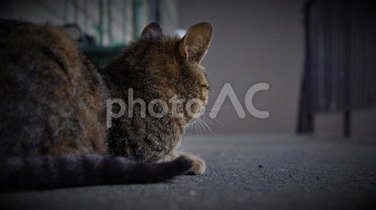 野良猫の斜め後ろ姿 野良猫,コピースペース,テキストスペースの写真素材