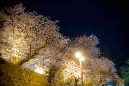 夜桜 ライトアップの写真