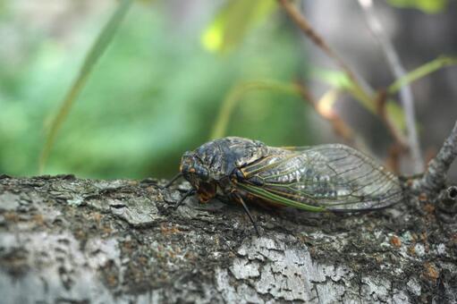 木にとまるクマゼミ1　セミ素材　風景 クマゼミ,蝉,虫取りの写真素材