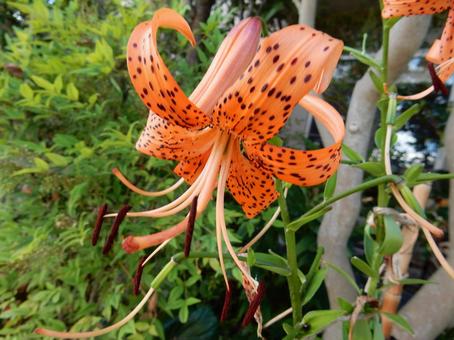 [Flower photo] Tiger lily, JPG