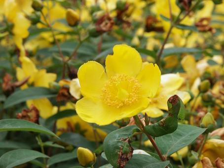 Scenery of Kinshibai and Kinshibai in Bloom, JPG Scenery of Kinshibai and Kinshibai in Bloom, JPG
