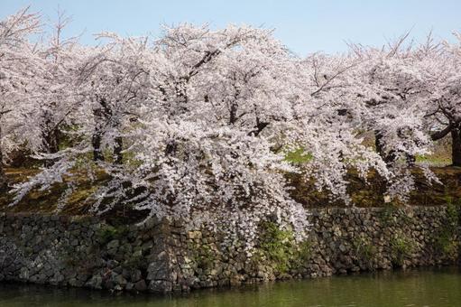 五稜郭公園の満開の桜 五稜郭公園の満開の桜の写真
