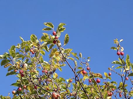 姫リンゴの実 姫リンゴ,赤,たわわに実るの写真素材