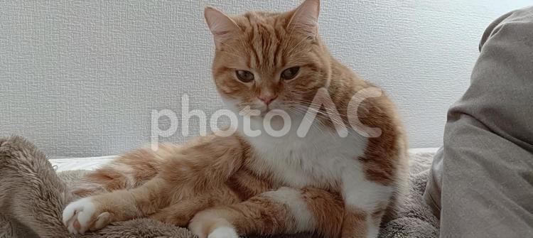 体制が変な猫 猫,スコティッシュフォールド,座り方の写真素材