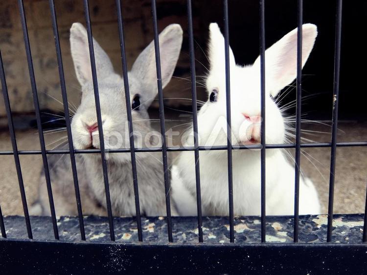 二羽のうさぎ うさぎ,兎,生き物の写真素材