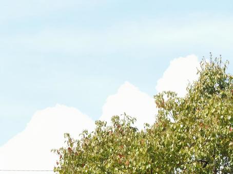 水色と白色と緑色 水色と白色と緑色の写真