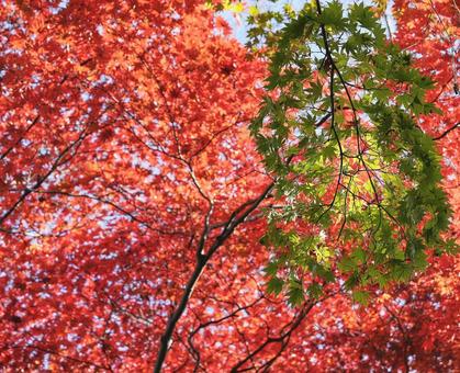 赤と緑の競演 赤と緑,もみじ,赤の写真素材
