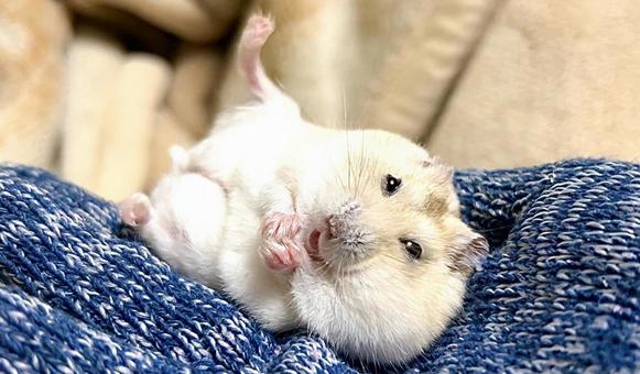 Yellow Djungarian relaxing on the palm of your hand, JPG Yellow Djungarian relaxing on the palm of your hand, JPG