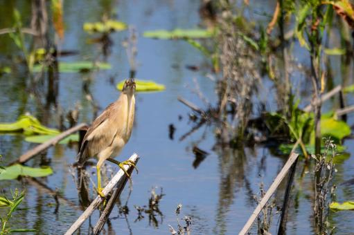 Photo, bird, yellow bittern, wild bird, 