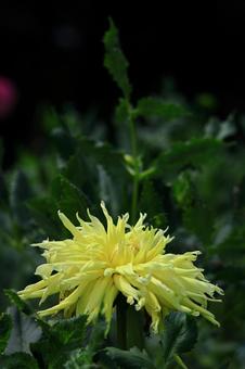色鮮やかな大輪 色鮮やかな大輪 ダリア,花,キク科の植物の写真素材