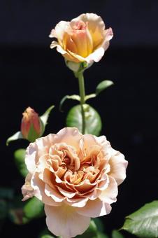 バラ　カフェラテの写真