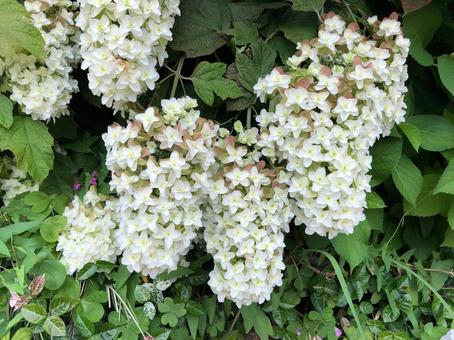 Scenery of white hydrangea blooming, JPG Scenery of white hydrangea blooming, JPG