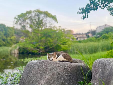 にゃんこの１日の終わり 猫,地域猫,夕方の写真素材