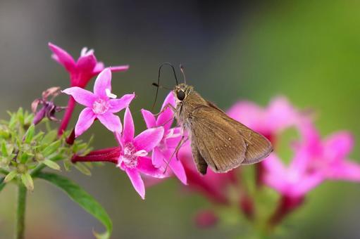 １０月上旬のペンタスとイチモンジセセリ ペンタス,花,植物の写真素材