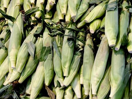 野菜・トウモロコシ トウモロコシ,トウキビ,コーンの写真素材