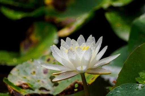 Water lily (88), JPG